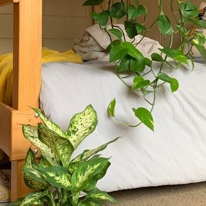 Meet your Posher, Noelle